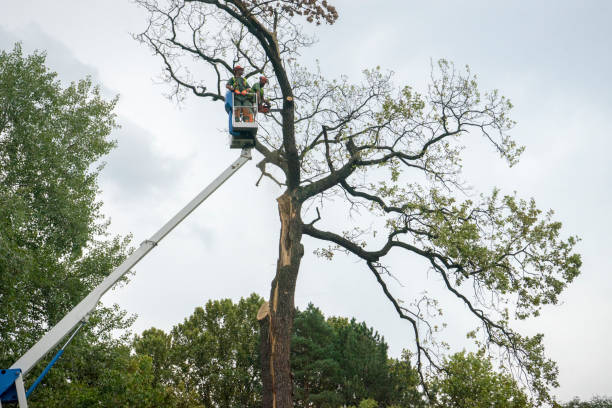 Best Emergency Tree Removal  in El Dorado, KS